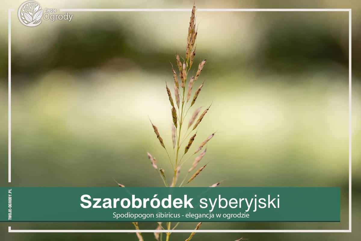 spodiopogon syberyjski